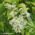 Ligustrum-Vicaryi-2-e-clematis.webp