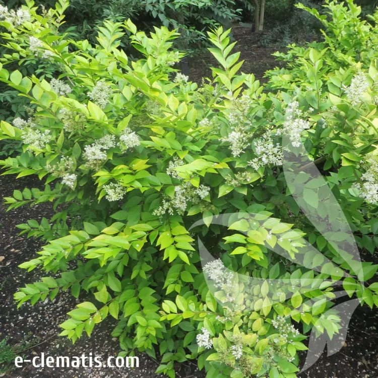 Ligustrum-Vicaryi-3-e-clematis.webp