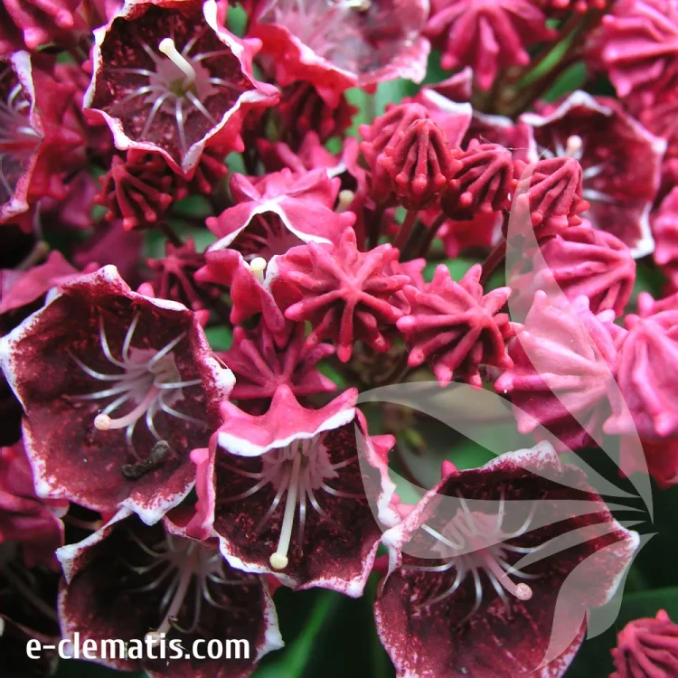 Kalmia-Kaleidoscope.webp