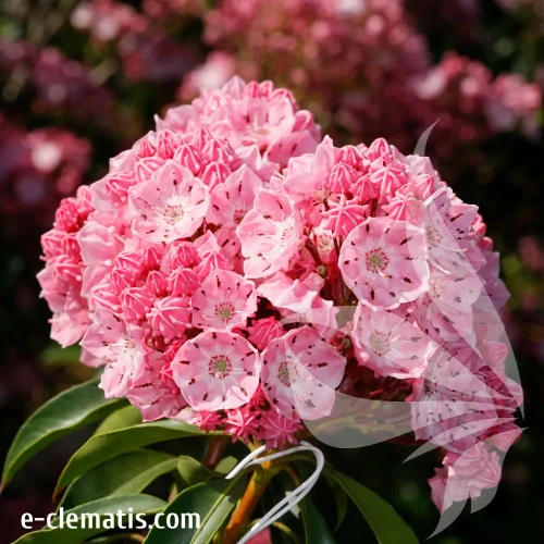 kalmia-ewa.webp