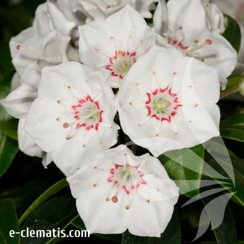 kalmia-elf-1.webp