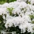 kalmia-elf-2.webp