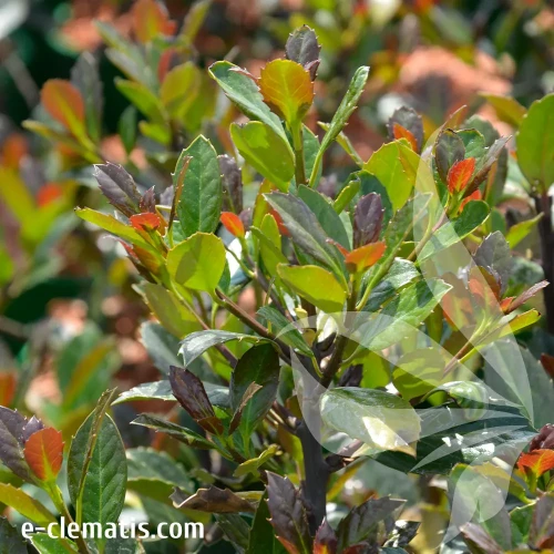 ilex-HECKENFEE.webp