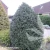 ilex-meserveae-blue-princess-3-e-clematis.webp