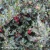 ilex-meserveae-blue-princess-1-e-clematis.webp