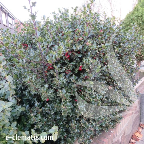 ilex-meserveae-blue-princess-2-e-clematis.webp