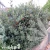ilex-meserveae-blue-princess-2-e-clematis.webp