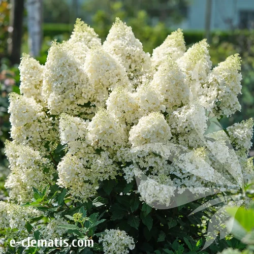 Hydrangea-paniculata-MAGICAL-MATTERHORN.webp