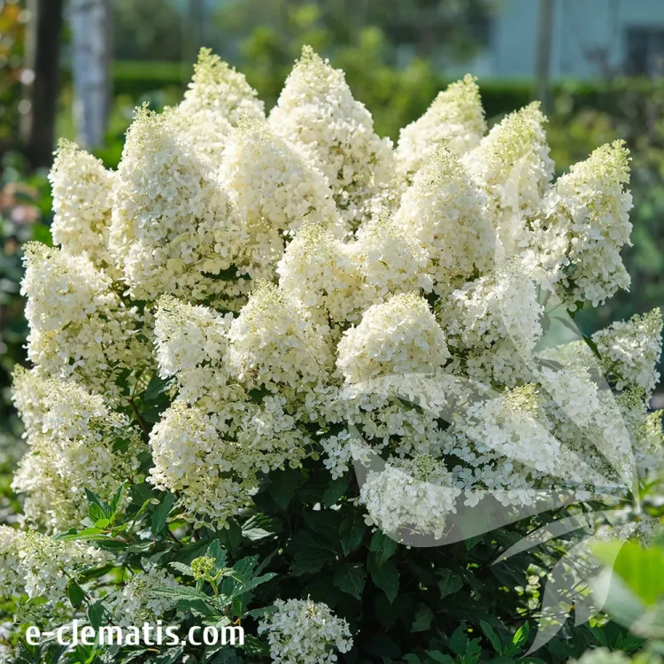 Hydrangea-paniculata-MAGICAL-MATTERHORN.webp