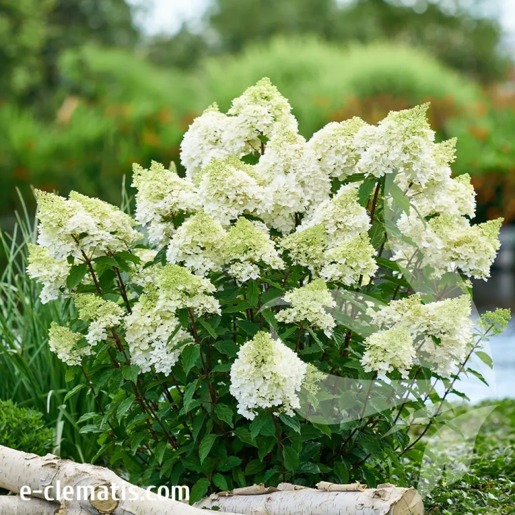 Hydrangea-paniculata-MAGICAL-andes.webp