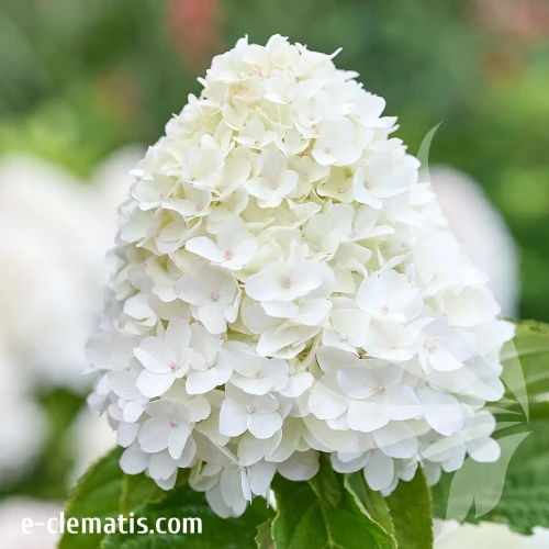 Hydrangea-paniculata-SUGAR-RUSH.webp