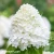 Hydrangea-paniculata-SUGAR-RUSH.webp