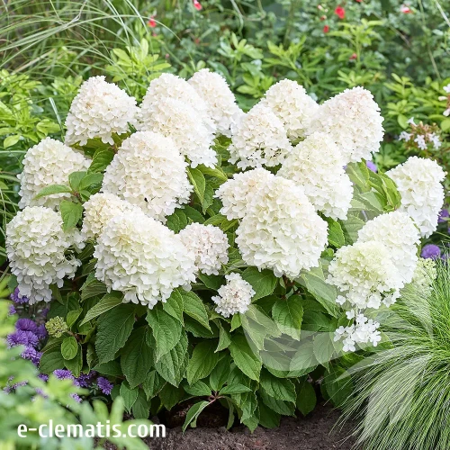 Hydrangea-paniculata-SUGAR-RUSH-2.webp