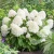 Hydrangea-paniculata-SUGAR-RUSH-2.webp