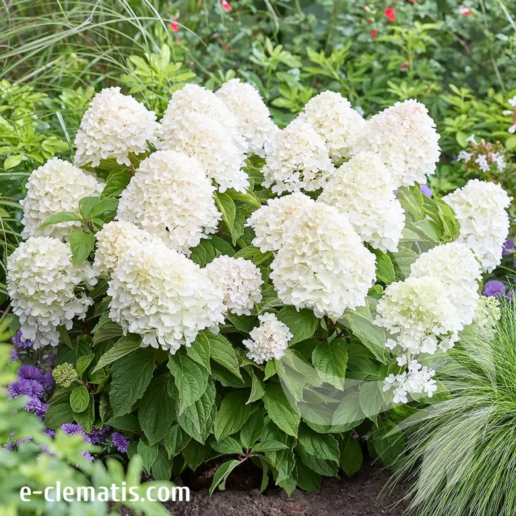 Hydrangea-paniculata-SUGAR-RUSH-2.webp
