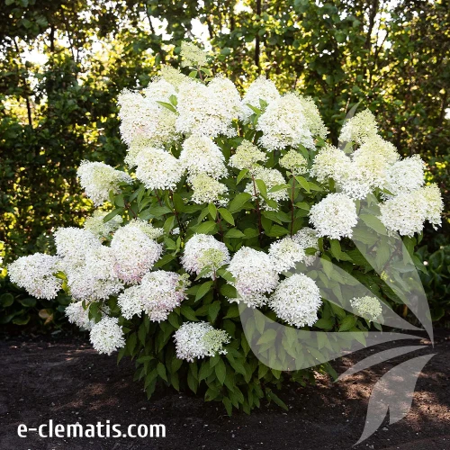 Hydrangea-paniculata-LIVING-ROYAL-FLOWER.webp