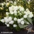 Hydrangea-paniculata-LIVING-ROYAL-FLOWER.webp
