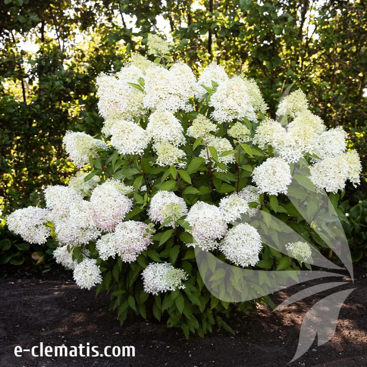 Hydrangea-paniculata-LIVING-ROYAL-FLOWER.webp