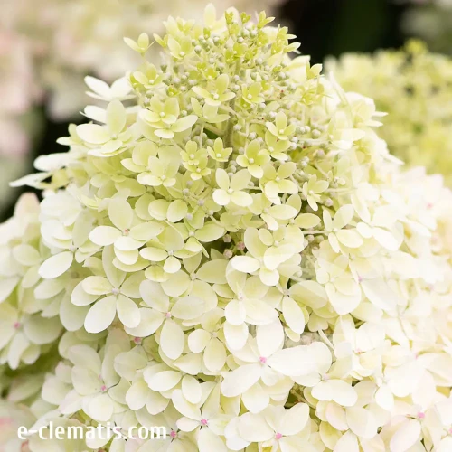 Hydrangea-paniculata-LIVING-ROYAL-FLOWER-1.webp