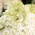 Hydrangea-paniculata-LIVING-ROYAL-FLOWER-1.webp