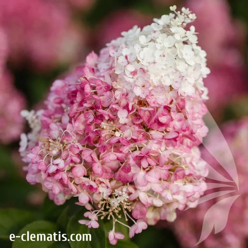 Hydrangea-paniculata-LIVING-PINKY-PROMISE.webp