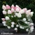 Hydrangea-paniculata-LIVING-pink-and-rose-1.webp