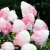 Hydrangea-paniculata-LIVING-pink-and-rose-2.webp