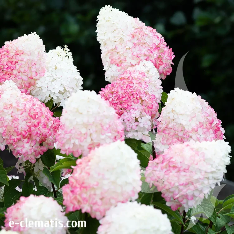 Hydrangea-paniculata-LIVING-pink-and-rose-2.webp
