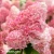 Hydrangea-paniculata-LIVING-pink-and-rose-3.webp