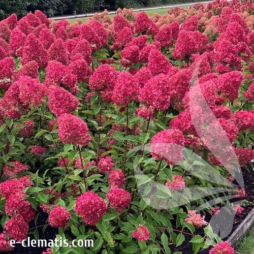 Hydrangea-paniculata-LIVING-pink-and-rose-4.webp