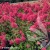 Hydrangea-paniculata-LIVING-pink-and-rose-4.webp