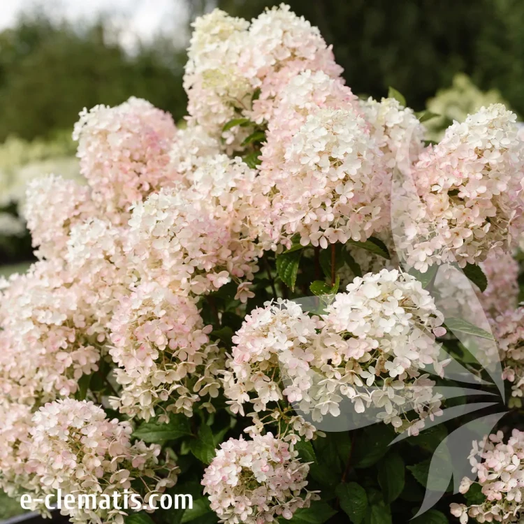 hydrangea-macrophylla-living-milk-and-honey.webp