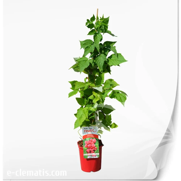 Rubus-idaeus-Willamette.webp