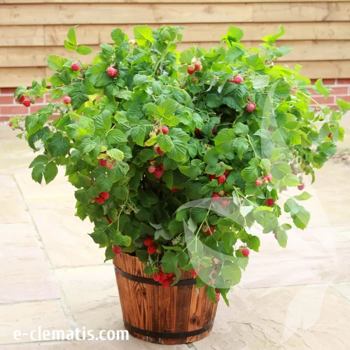 Rubus-idaeus-Ruby-Beauty.webp
