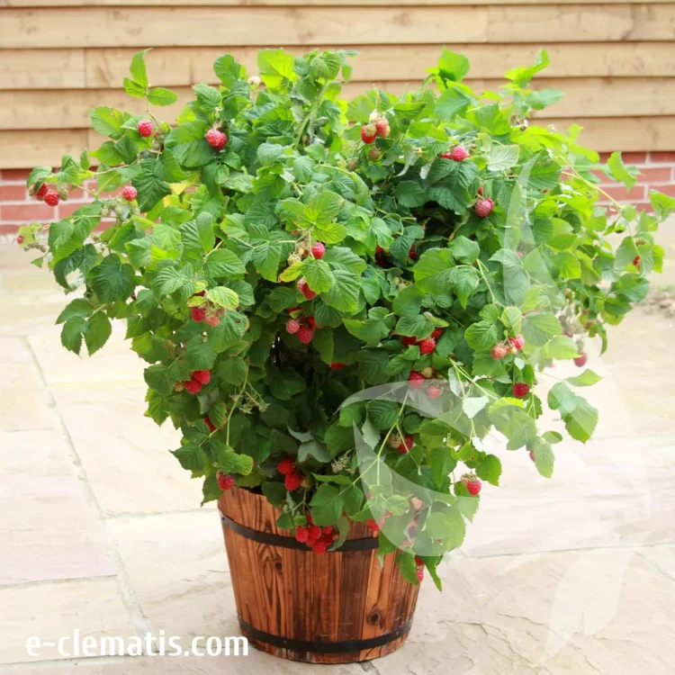 Rubus-idaeus-Ruby-Beauty.webp