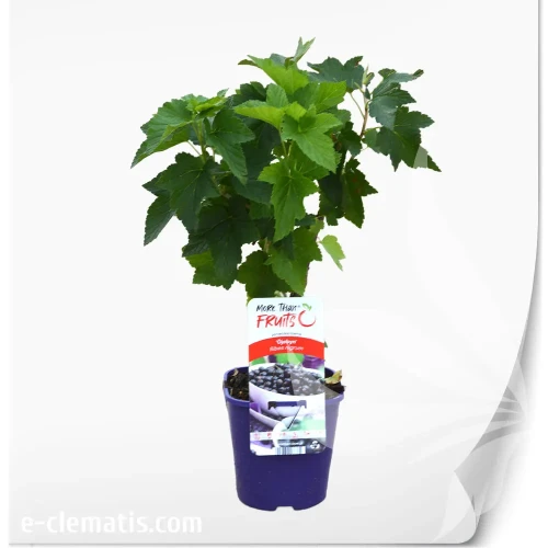 Ribes-nigrum-Öjebyn.webp