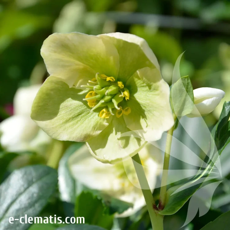 helleborus-mon-blanc.webp