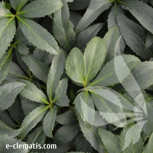 Helleborus-crystal-love.webp