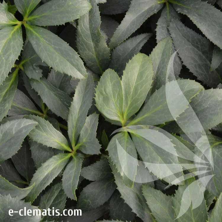 Helleborus-crystal-love.webp