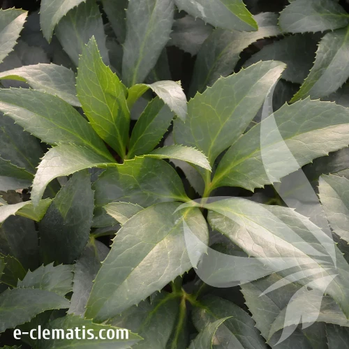 Helleborus-emma.webp