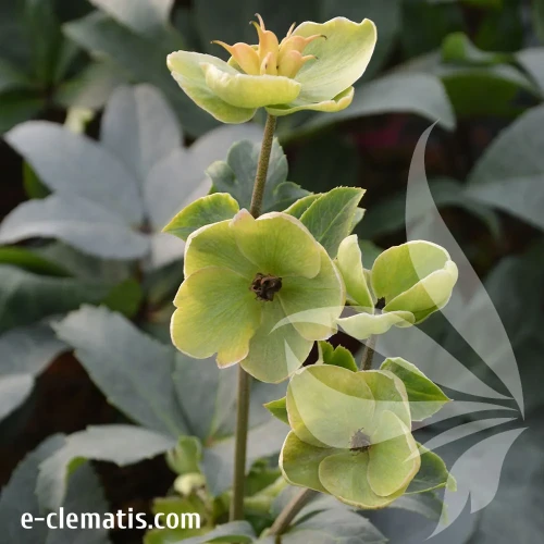 Helleborus-ivory-prnce-2-9.webp