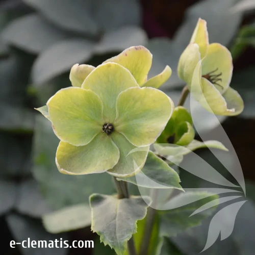 Helleborus-ivory-prnce-1-9.webp