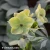 Helleborus-ivory-prnce-1-9.webp