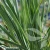 yucca-Sapphire-Skikes.webp