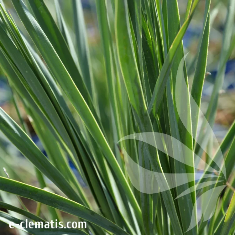 yucca-Sapphire-Skikes.webp