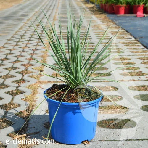 yucca-Sapphire-Skikes-2.webp