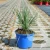 yucca-Sapphire-Skikes-2.webp