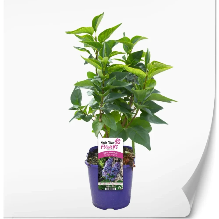 Syringa-vulgaris-Nadezhda.webp