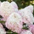 Hydrangea-Raspberry-Pink-4.webp