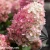 Hydrangea-Raspberry-Pink-1.webp